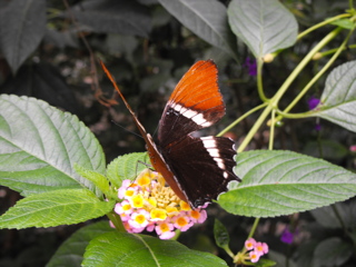 Black and Orange Butterfly