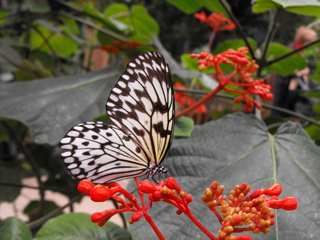 Black and White Butterfly