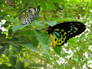 Tandem Butterflies
