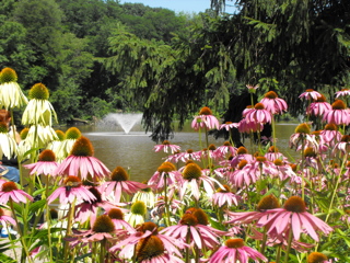 Field of Coneflowers and Fountain