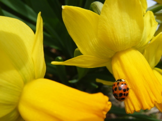 Daffodil with Ladybug