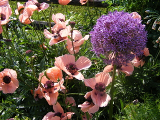 Field of Poppies