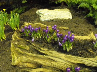 Crocuses embedded in a log