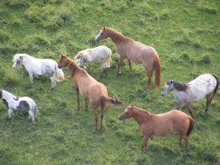 Horses from above