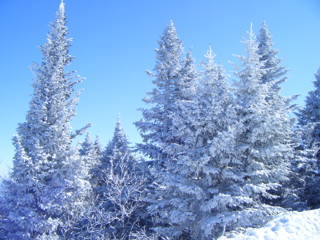 Winter Trees