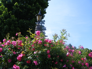 LampPost with Flowers