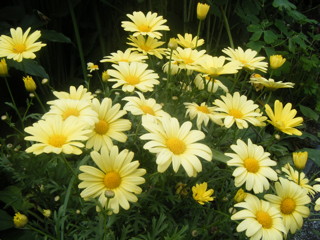 Marguerite Daisy