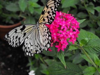 Nymph Butterfly