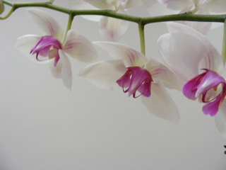 Orchids on a Stem