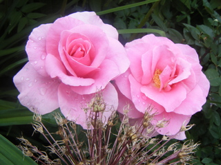 Raindrops on Pink Roses