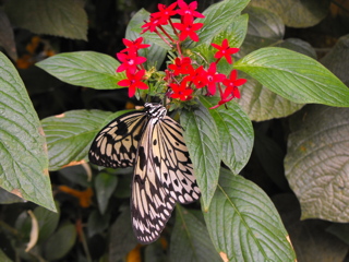 Yet another Tree Nymph Butterfly