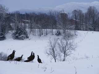 Vermont Turkeys