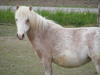 White Pony