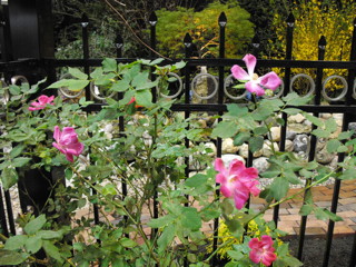 Wild Roses & Wrought Iron Fence