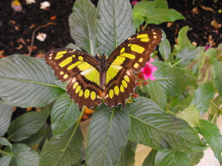 Yellow and Black Butterfly